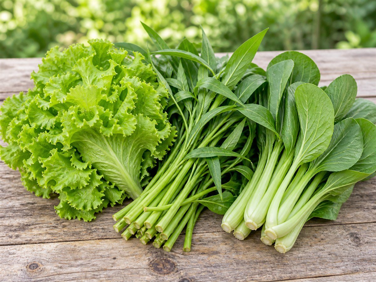 Fresh lettuce, water spinach and broad-stemmed Asian greens