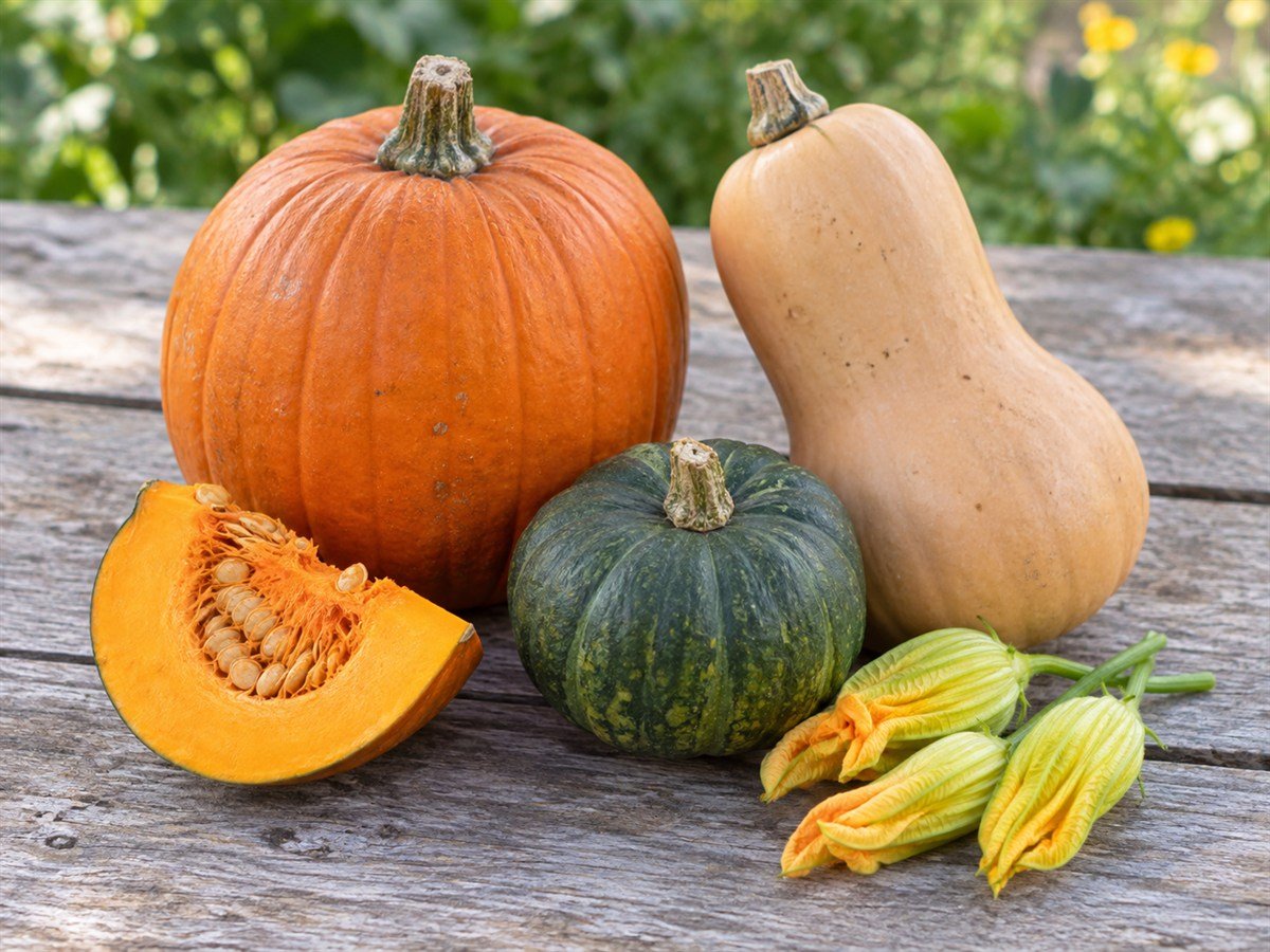 Pumpkins and butternut squash with a cut wedge